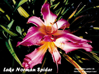 Lake Norman Spider